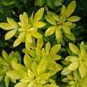 Choisya ternata 'Sundance'